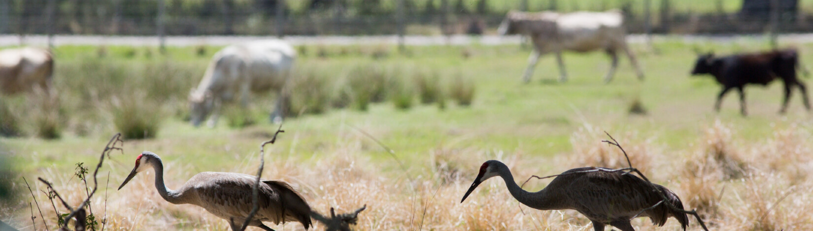 A pair of sandhill cranes walking in a cow pasture at the RCREC