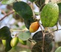Picture of Indian Jujube