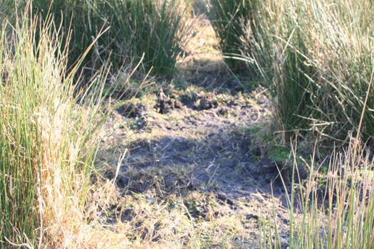 picture of bare ground between rushes