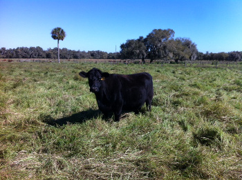 A black cow alone in a pasture 