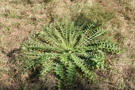 picture of a thistle rosette