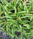A small picture of Dove Weed