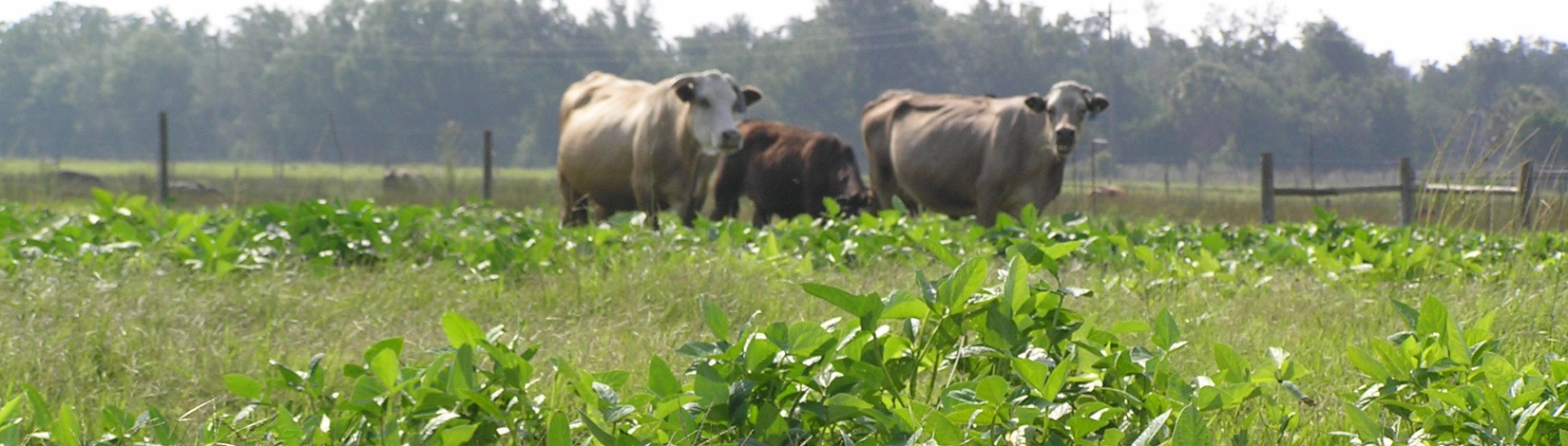 Cows standing in cowpea
