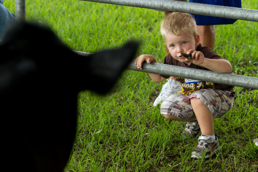 toddler inspecting a cow at a youth field day at RCREC