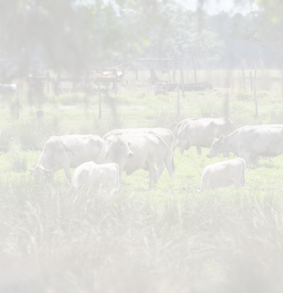 A herd of cattle moving in a pasture at the Range Cattle REC