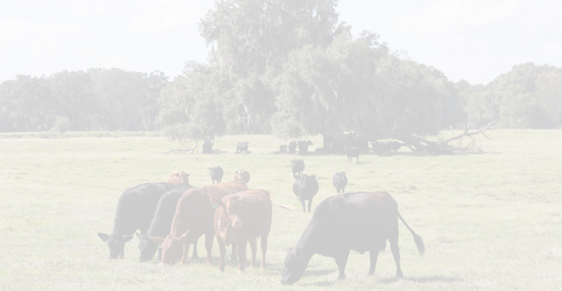 Beef cattle grazing in a pasture