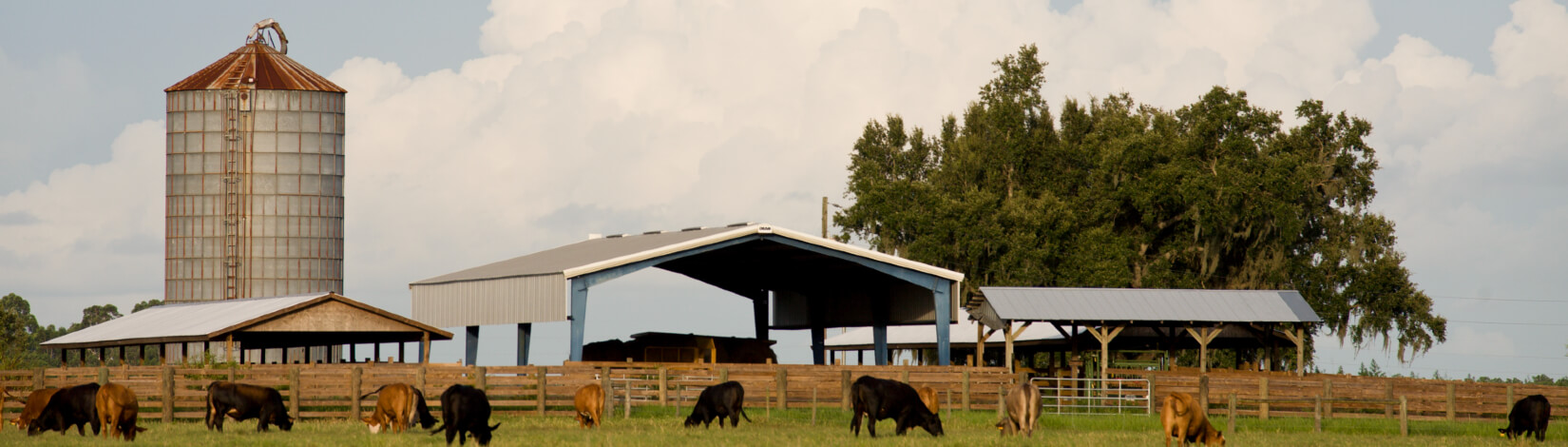 Beef cattle grazing in front of a grain silo at the Range Cattle REC