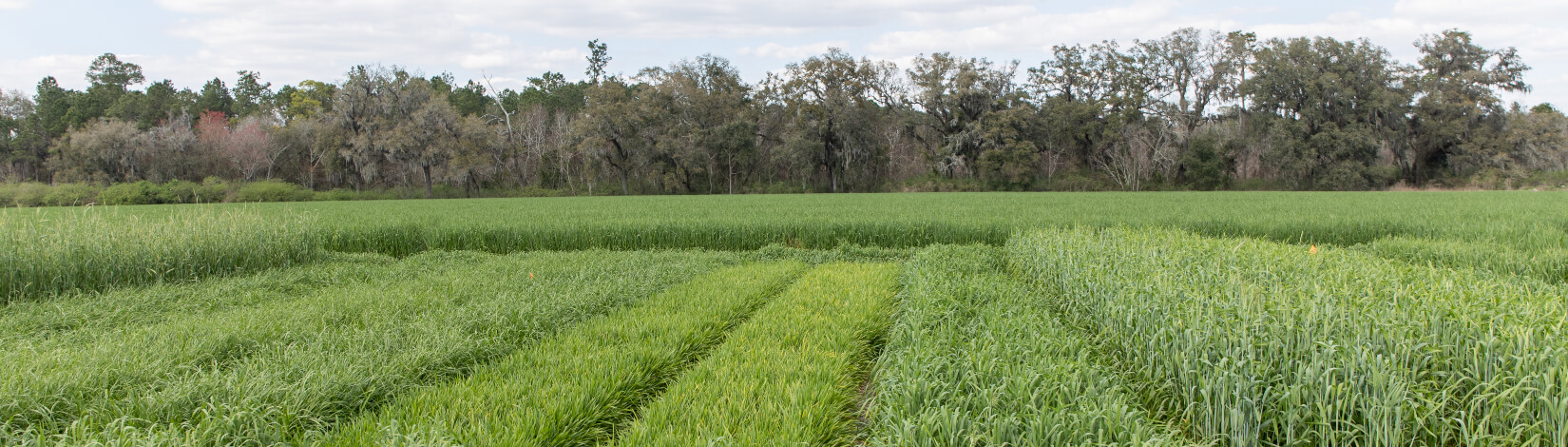 Field of forage grass