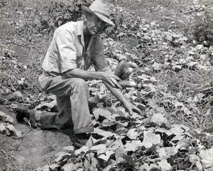 Jim Norris in cucumbers planted after grass June 1, 1950