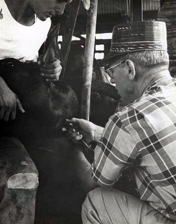 George K. Davis bleeding cow