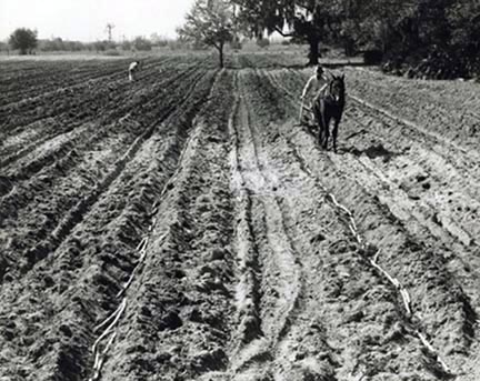 Olin Coker and Jim Norris Planting 762 Cane, 1944