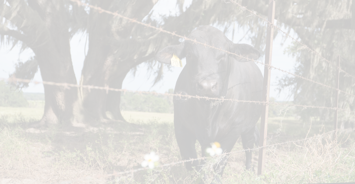 Beef cattle and a barbed wire fence
