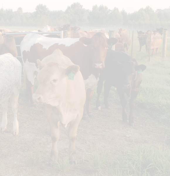 cattle in a pasture