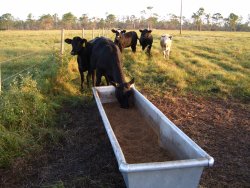 Picture of a cow eating from a trough