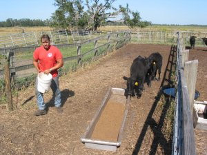 Picture of a cow eating from a trough with a person carrying a bucket