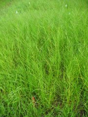 Picture of untreated limpograss
