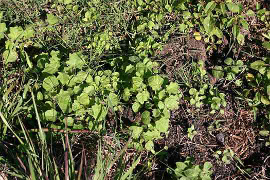 emedy Herbicide was applied 71 days before this picture was taken. 