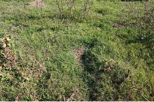 Milestone herbicide was applied to this Tropical Soda Apple plot 150 days before this picture was taken