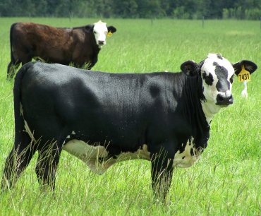 2 black and white cows in a pasture