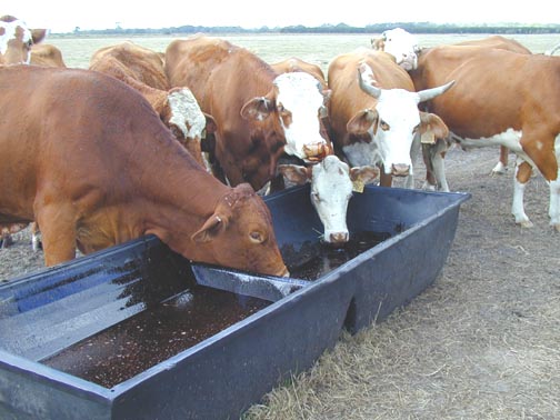 2 cows eating from a trough with others in background