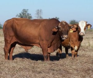 a bull and a cow