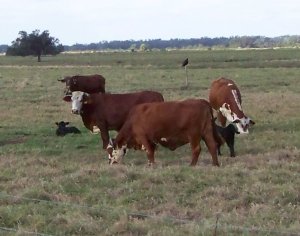 cattle grazing in a pasture