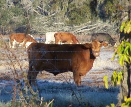 picture of a cow grazing