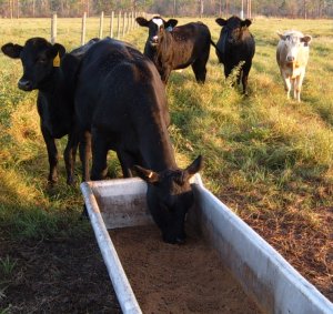 Close up of a cow eating from a trough with more cows in background