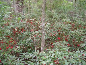 Coral ardisia is an evergreen sub-shrub reaching heights of 1.5 to 6 feet. It tends to grow in multi-stemmed clumps