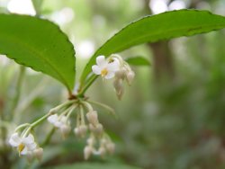 Coral Ardisia flowers (Figure 3) are typically pink to white in stalked axillary clusters, usually drooping below the foliage.