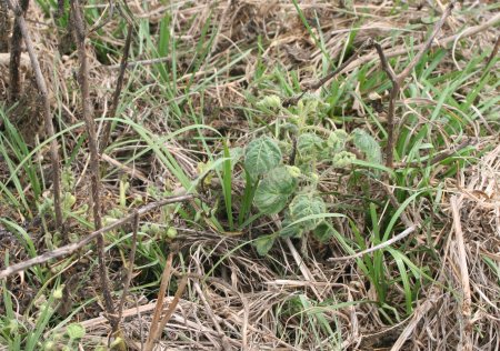 Picture showing response of established tropical soda apple to Milestone applied in February near Labelle