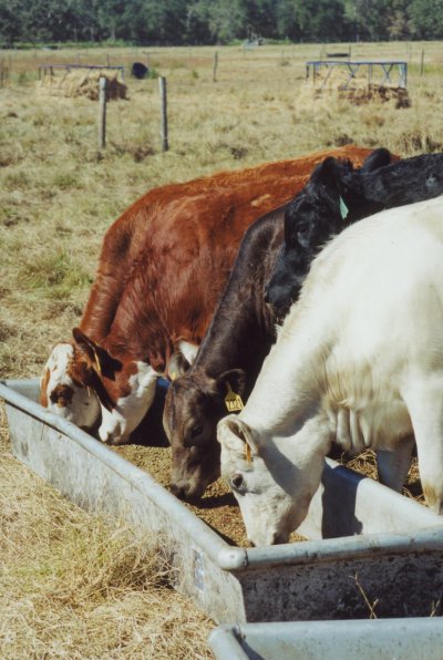 3 cows eating from a trough