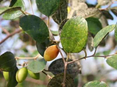 A fungus typically infests the leaves of Indian jujube giving them a mottled appearance