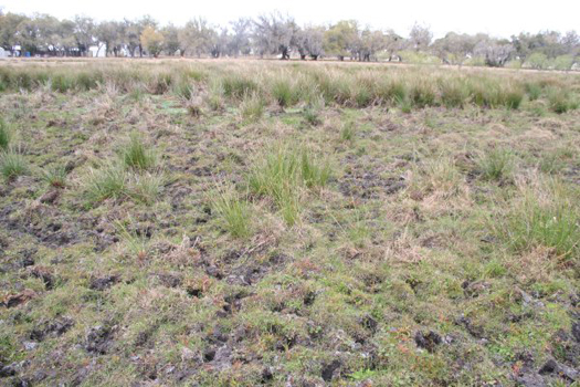 Grazing soft rush infested pastures soon after herbicide application results in reestablishment of soft rush plants. 