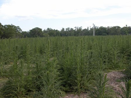 picture of thistles at the bolting growth stage prior to flowering. 